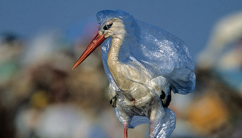 Stork in plastic bag